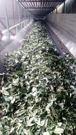 High angle view of plants in greenhouse