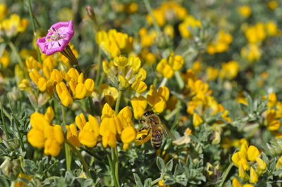 Bee on yellow flowers