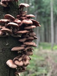 Close-up of mushrooms growing on tree