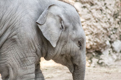 Close-up of elephant