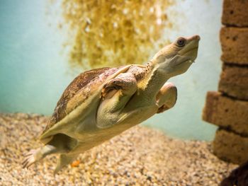 Close-up of turtle in water