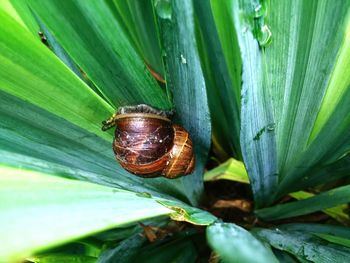 High angle view of snail on plant