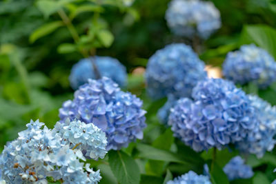 Close-up of purple hydrangea flowers