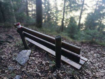 Bench in forest