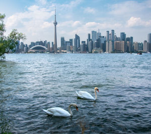 View on toronto from toronto islands