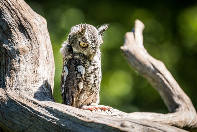 Close-up of owl perching on tree trunk