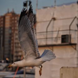 Seagull flying in a city