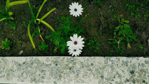 Close-up of white flowers