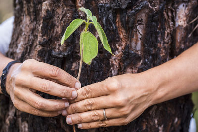 Close-up of woman hand holding plant around tree trunk