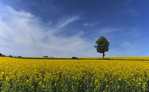 Scenic view of yellow flower field against sky