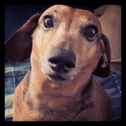 Close-up portrait of a dog