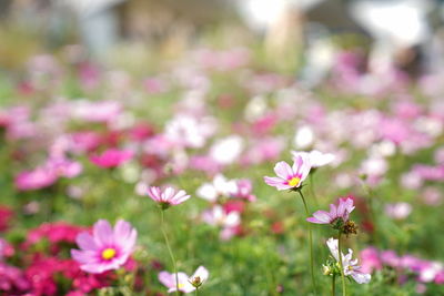 Close-up of pink flowering plants on field