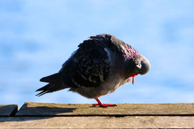 Close-up of bird perching on retaining wall against sky