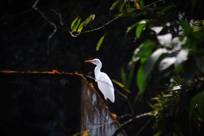 Bird perching on a plant