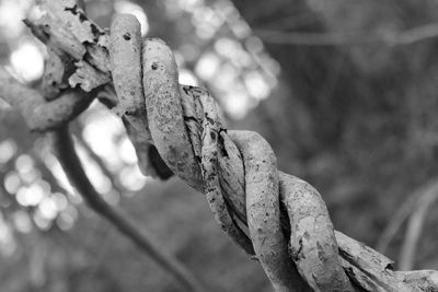 Close-up of tree