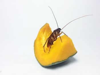 Close-up of cockroach on cantaloupe