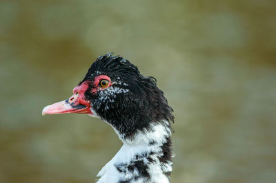 Close-up of swan