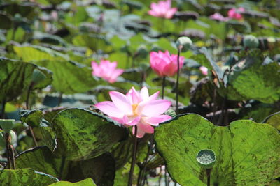 Close-up of pink water lily in lake