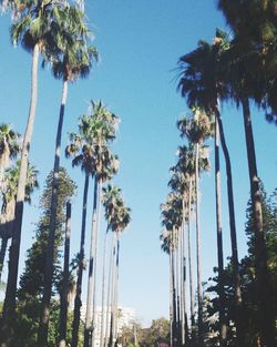 Low angle view of palm trees against clear sky