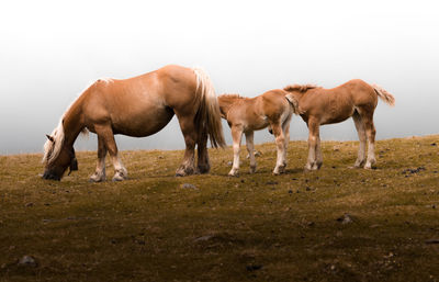 Horses grazing in a field