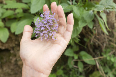 Cropped hand of woman holding flowers