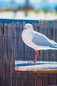 Close-up of seagull perching on railing