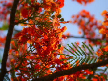 Close-up of leaves on tree