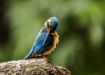 Close-up of bird perching on wood