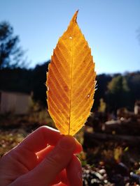 Close-up of hand holding maple leaves