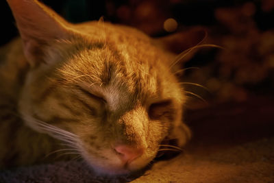 Close-up of cat sleeping