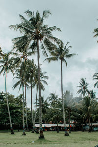 Palm trees on beach against sky