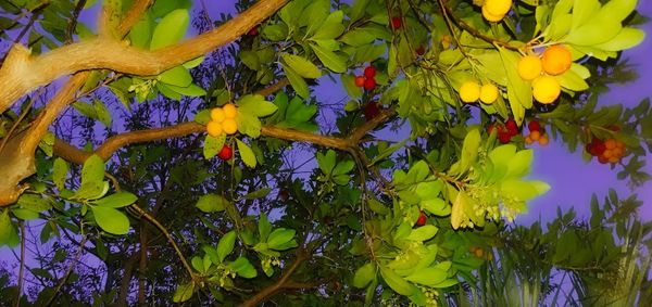 Close-up of fruits hanging on tree