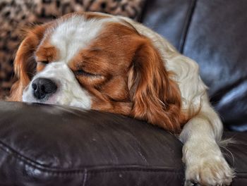 Close-up of a dog