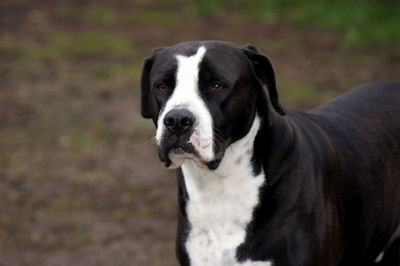 Close-up portrait of a dog