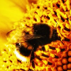 Close-up of bee pollinating on yellow flower