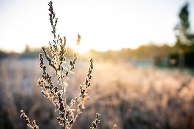 Close-up of plant on field against sky