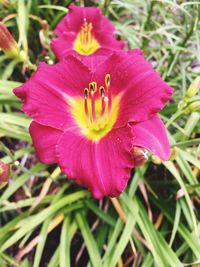 Close-up of pink flower