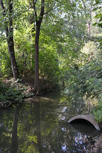 Scenic view of lake amidst trees in forest