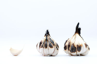 Close-up of candies against white background