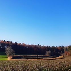 Scenic view of field against clear blue sky