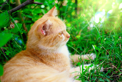 Cat looking away in a field