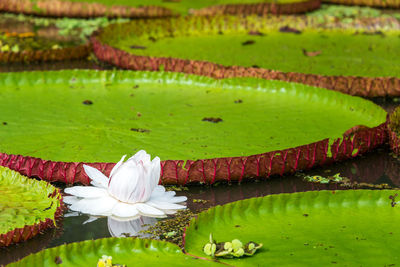 White water lily amidst leaves floating on pond