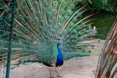 Male peacock in yard, closeup