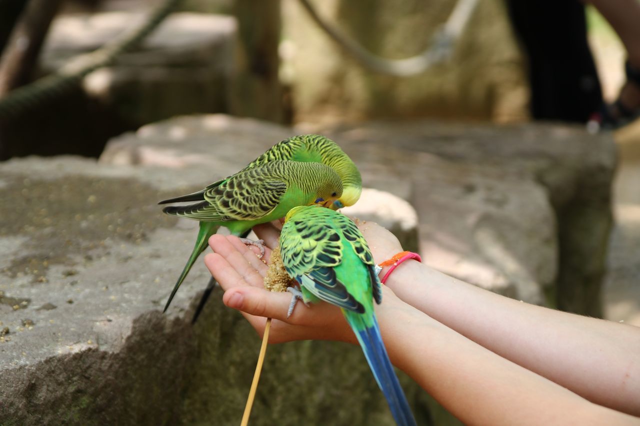 animal themes, vertebrate, animal wildlife, animal, bird, animals in the wild, human hand, hand, parrot, parakeet, real people, budgerigar, one animal, holding, focus on foreground, human body part, perching, feeding, day, one person, body part, outdoors, finger, care