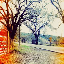 Bare trees along road