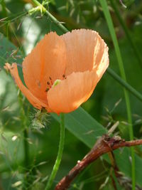 Close-up of orange flower blooming outdoors