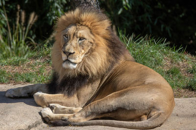 Cat sitting in a zoo