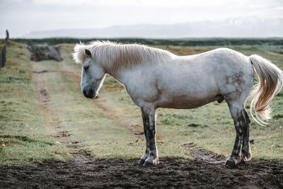 Horse standing on land against sky