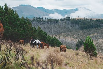 Horses in a field