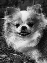 Close-up portrait of dog